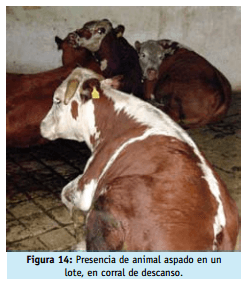 Buenas practicas ganaderas bienestar animal - Image 19
