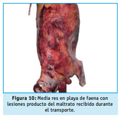 Buenas practicas ganaderas bienestar animal - Image 11