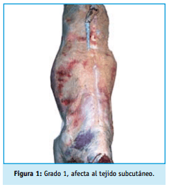Buenas practicas ganaderas bienestar animal - Image 1