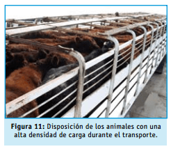 Buenas practicas ganaderas bienestar animal - Image 12