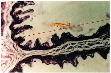 Desarrollo morfológico del estómago en terneros alimentados con dos sustitutos lácteos - Image 10