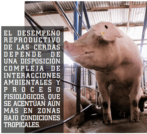 Consecuencias del síndrome de infertilidad estacional en cerdas sobre parámetros reproductivos - Image 1