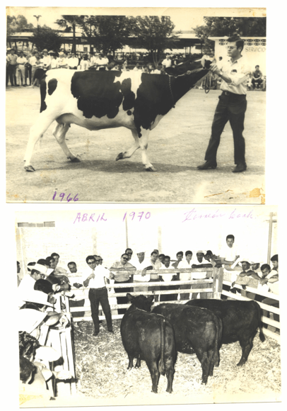 Permita que sus remplazos lecheros (becerras/vaquillas) exhiban su verdadera genética para crecer, reproducirse y luego producir leche. - Image 12