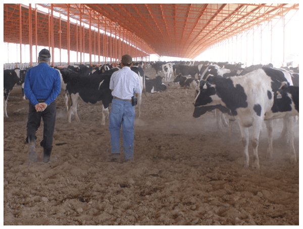 Permita que sus remplazos lecheros (becerras/vaquillas) exhiban su verdadera genética para crecer, reproducirse y luego producir leche. - Image 11