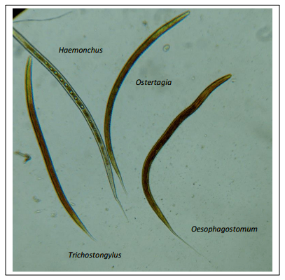 Nematodos estrongilídeos gastrointestinales resistentes al Levamisol en bovinos del Fundo Tres Molinos, Valle Cajamarca - Image 2