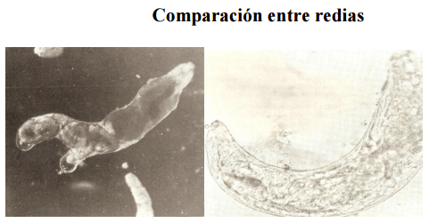 Diagnostico diferencial ante mortem entre Fasciola hepatica y Cotylophoron spp - Image 7
