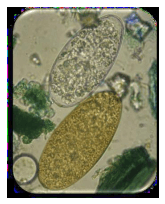Diagnostico diferencial ante mortem entre Fasciola hepatica y Cotylophoron spp - Image 10