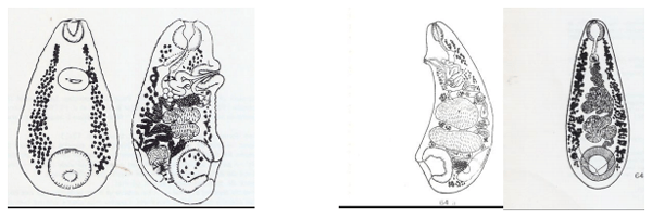 Diagnostico diferencial ante mortem entre Fasciola hepatica y Cotylophoron spp - Image 2