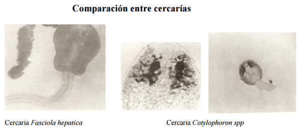 Diagnostico diferencial ante mortem entre Fasciola hepatica y Cotylophoron spp - Image 8