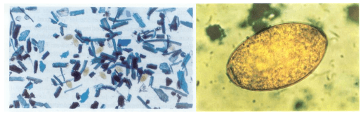 Diagnostico diferencial ante mortem entre Fasciola hepatica y Cotylophoron spp - Image 9