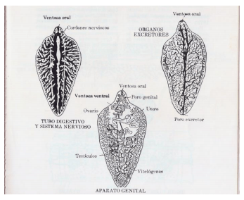 Diagnostico diferencial ante mortem entre Fasciola hepatica y Cotylophoron spp - Image 1