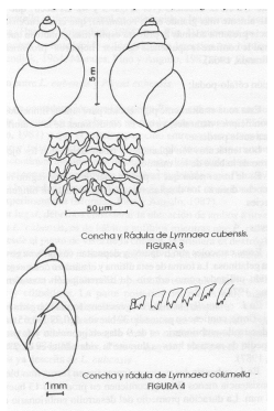 Diagnostico diferencial ante mortem entre Fasciola hepatica y Cotylophoron spp - Image 4