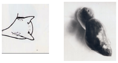 Diagnostico diferencial ante mortem entre Fasciola hepatica y Cotylophoron spp - Image 5