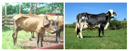 Sistemas para elevar la sostenibilidad y la productividad en la finca ganadera. - Image 13