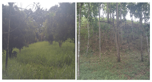 Sistemas para elevar la sostenibilidad y la productividad en la finca ganadera. - Image 14