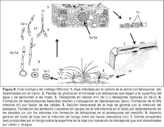 Biología e histopatología del carbón ustilago filiformis (=u. Longissima (sch) meyen) sobre glyceria multiflora steud. (poaceae) - Image 9
