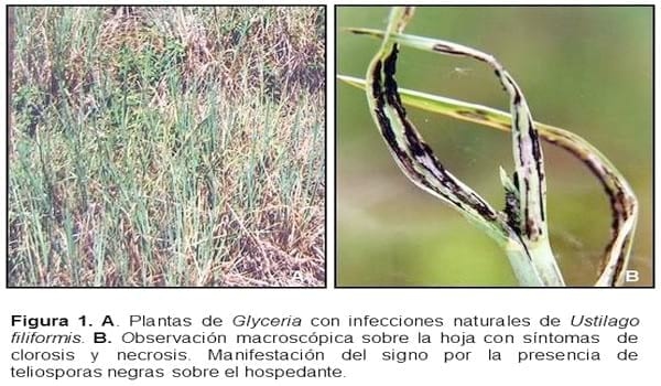 Biología e histopatología del carbón ustilago filiformis (=u. Longissima (sch) meyen) sobre glyceria multiflora steud. (poaceae) - Image 1
