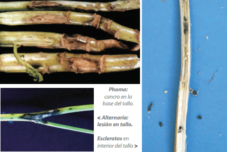 Manejo de la sanidad del cultivo de Colza - Image 3