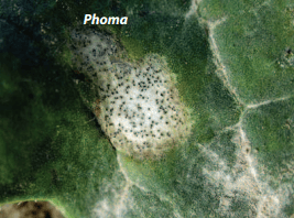 Manejo de la sanidad del cultivo de Colza - Image 2