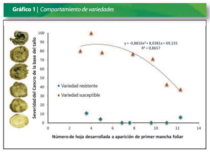 Manejo de la sanidad del cultivo de Colza - Image 4