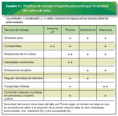 Manejo de la sanidad del cultivo de Colza - Image 1
