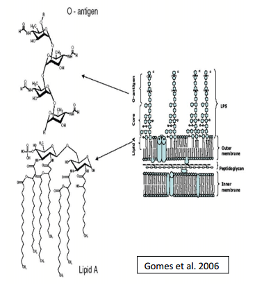 Ideas Básicas de Patogenia, Epidemiología y Respuesta Inmune en Brucelosis - Image 1
