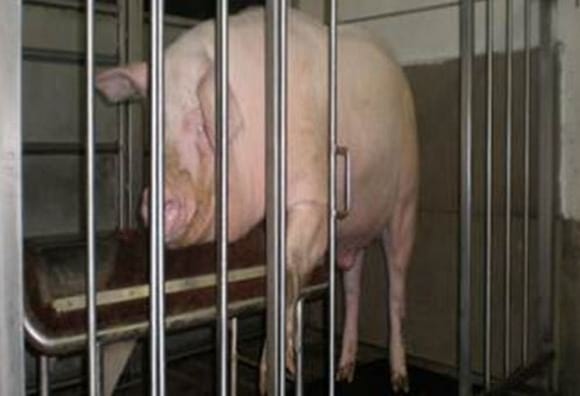 Nutrición del verraco - Image 1