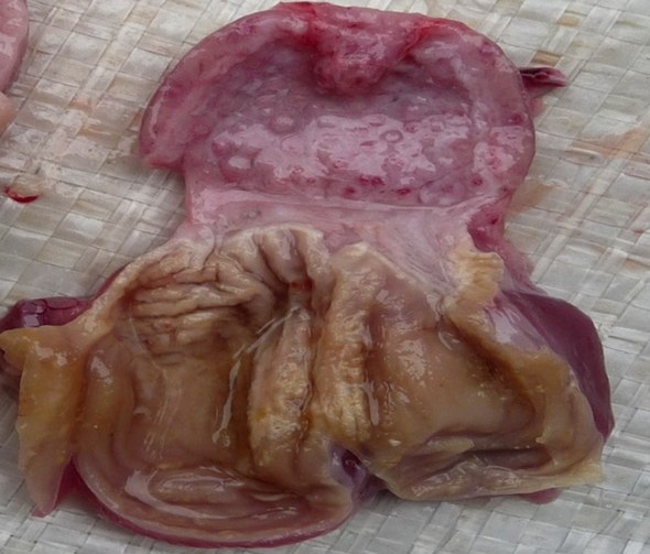 Impacto de los Adenovirus Aviares y Otros Agentes en las Erosiones de Molleja en Pollos - Image 1