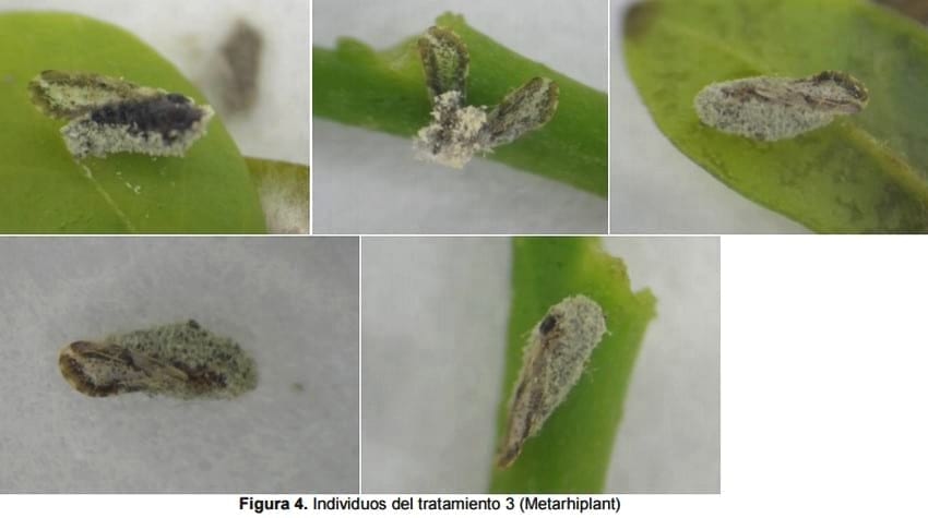 Determinación de la patogenicidad y virulencia de mezcla de cepas de Beauveria Bassiana, Metarhizium Anisopliae y Paecilomyces Fumosoroseus sobre el psilido Diaphorina citri vector de la enfermedad HLB de los cítricos - Image 11
