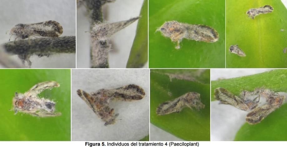 Determinación de la patogenicidad y virulencia de mezcla de cepas de Beauveria Bassiana, Metarhizium Anisopliae y Paecilomyces Fumosoroseus sobre el psilido Diaphorina citri vector de la enfermedad HLB de los cítricos - Image 13