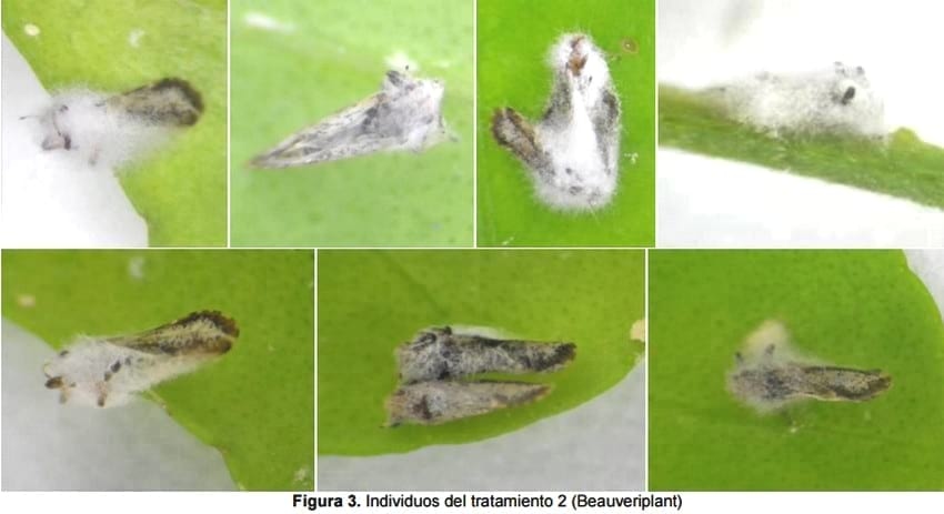 Determinación de la patogenicidad y virulencia de mezcla de cepas de Beauveria Bassiana, Metarhizium Anisopliae y Paecilomyces Fumosoroseus sobre el psilido Diaphorina citri vector de la enfermedad HLB de los cítricos - Image 9