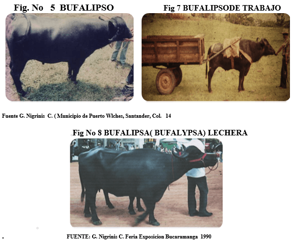 Los búfalos de agua - Image 7