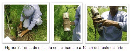 Efecto de uso del suelo bajo un sistema silvopastoril estrella (Cynodon plectostachyus) y leucaena (Leucaena leucocephala) sobre las simbiosis (Rhizobium, Micorrizas) - Image 2