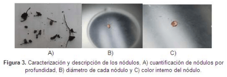 Efecto de uso del suelo bajo un sistema silvopastoril estrella (Cynodon plectostachyus) y leucaena (Leucaena leucocephala) sobre las simbiosis (Rhizobium, Micorrizas) - Image 5