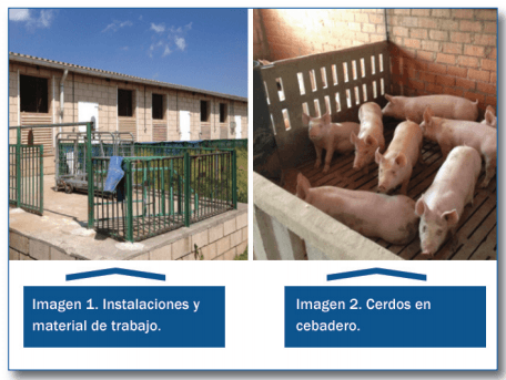 Aumento de homogeneidad en la fase de Cebo - Image 6