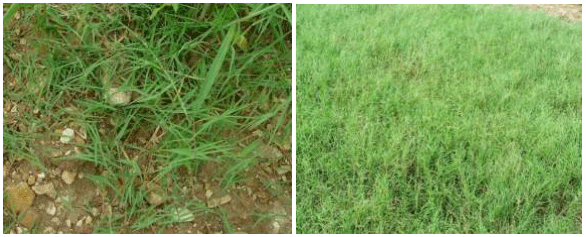El problema de las plantas toxicas dentro de los potreros - Image 2