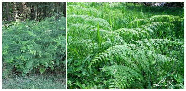 El problema de las plantas toxicas dentro de los potreros - Image 6