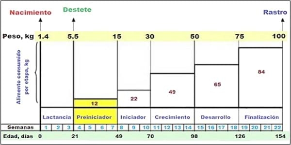 Nutrición de los cerdos en crecimiento y finalización: 1 - introducción - Image 2
