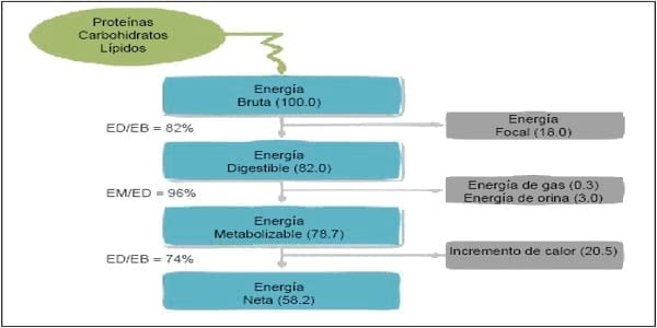 Nutrición de los cerdos en crecimiento y finalización: 2 – Energía y Aminoácidos - Image 2