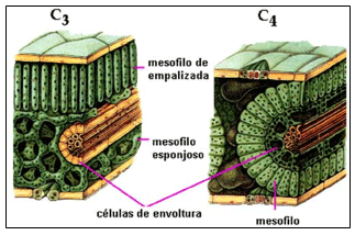 La Fibra en Forrajes Tropicales. Parte 1.- Factores que afectan su Digestibilidad - Image 1