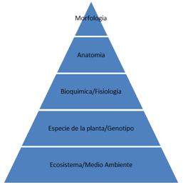 La Fibra en Forrajes Tropicales. Parte 1.- Factores que afectan su Digestibilidad - Image 3