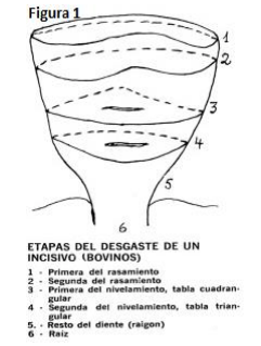El uso de las prótesis y su influencia en el sistema productivo y reproductivo ganadero - Image 8