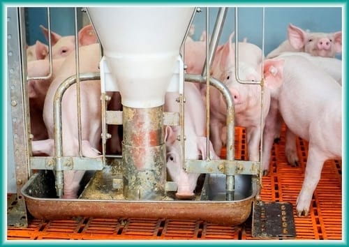 Proteínas Bioactivas en el Plasma Atomizado. ¿Cómo estas proteínas pueden beneficiar mis cerditos? - Image 4