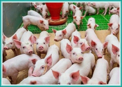 Proteínas Bioactivas en el Plasma Atomizado. ¿Cómo estas proteínas pueden beneficiar mis cerditos? - Image 1