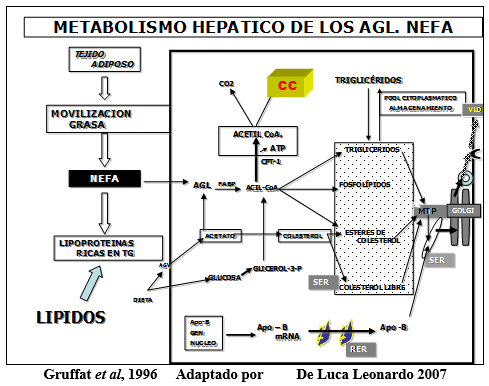 Vacas lecheras de alta producción adaptación metabólica durante el período peripartal - Image 13