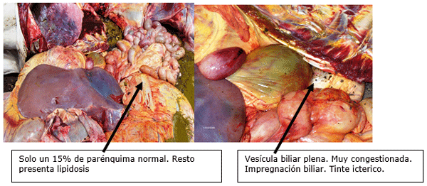 Vacas lecheras de alta producción adaptación metabólica durante el período peripartal - Image 15