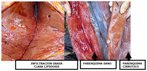 Vacas lecheras de alta producción adaptación metabólica durante el período peripartal - Image 16