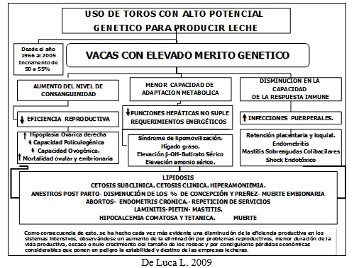 Vacas lecheras de alta producción adaptación metabólica durante el período peripartal - Image 11