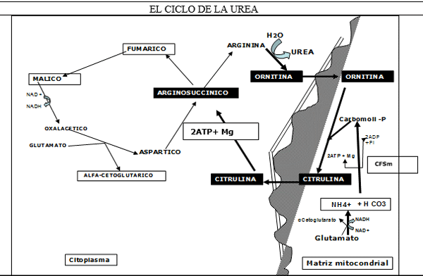 Vacas lecheras de alta producción adaptación metabólica durante el período peripartal - Image 17