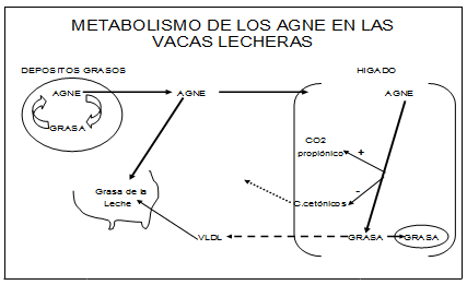 Vacas lecheras de alta producción adaptación metabólica durante el período peripartal - Image 6
